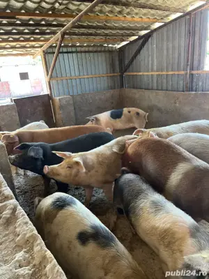 Vand porci - imagine 2