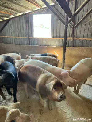 Vand porci - imagine 3