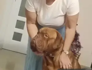 Vând Dog de Bordeaux  - imagine 3