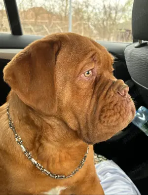 Vând Dog de Bordeaux