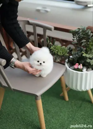 Pomeranian mini toy