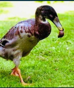 vand rate alergatoare indiena - imagine 2