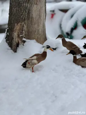 vand rate alergatoare indiena - imagine 4