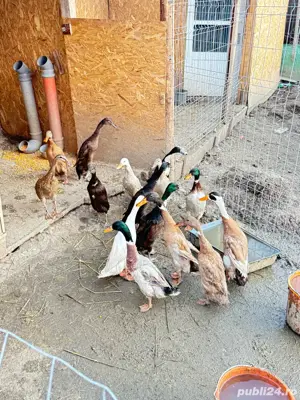 vand rate alergatoare indiena - imagine 3