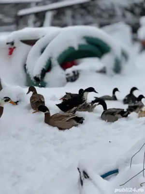 vand rate alergatoare indiena - imagine 5