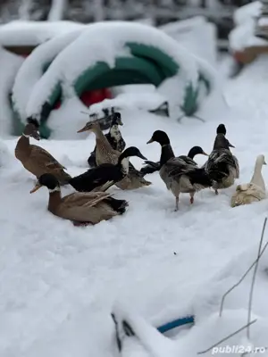 vand rate alergatoare indiena