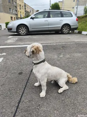 catel shitzu - imagine 3