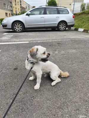 catel shitzu - imagine 2