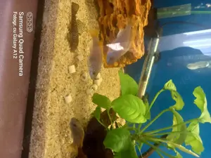 Ciclide ,pești acvariu  - imagine 3