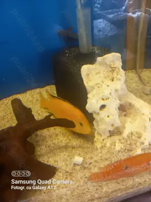 Ciclide ,pești acvariu  - imagine 2