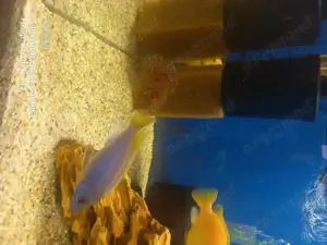 Ciclide ,pești acvariu  - imagine 4