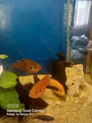 Ciclide ,pești acvariu 
