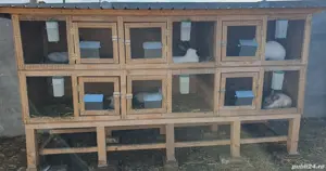 Vând cuști pentru iepuri