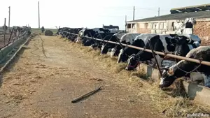 angajem doua persoane  la 30 vaci