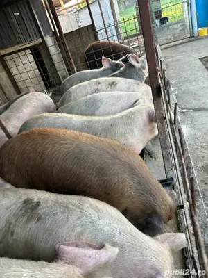 porci de casa  - imagine 4