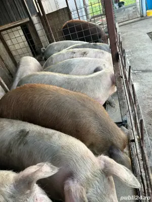 porci de casa  - imagine 3