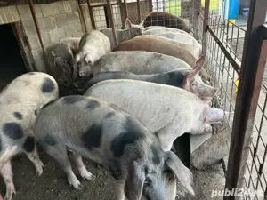 porci de casa  - imagine 2