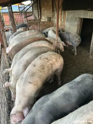 porci de casa  - imagine 5