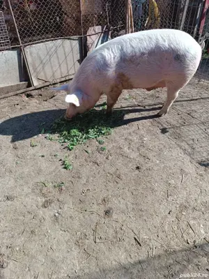Vand porci de carne - imagine 2