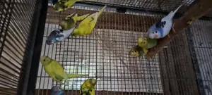 Peruși 2025 de vanzare - imagine 2 Peruși 2025 de vanzare - imagine 2