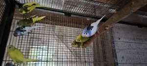 Peruși 2025 de vanzare