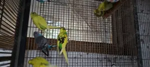 Peruși 2025 de vanzare - imagine 3 Peruși 2025 de vanzare - imagine 3