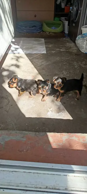 Yorkshire toy  - imagine 2