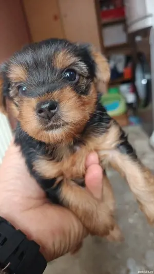 Yorkshire toy  - imagine 3