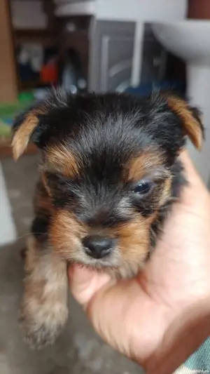 Yorkshire toy  - imagine 4