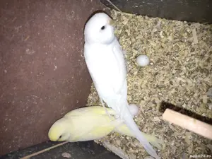 vand perusi  - imagine 5