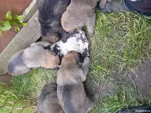 vând catei și caini ciobănesc belgian și german cu pedigri și carnet de sănătate    - imagine 3 vând catei și caini ciobănesc belgian și german cu pedigri și carnet de sănătate    - imagine 3