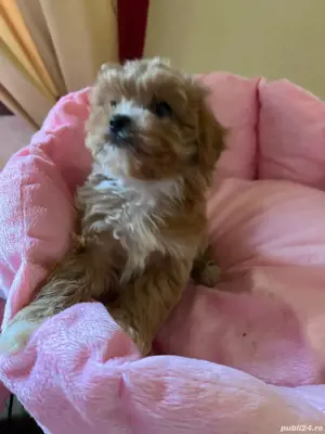 Maltipoo fetițe si baieti - imagine 3