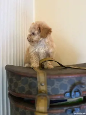 Maltipoo fetițe si baieti - imagine 4