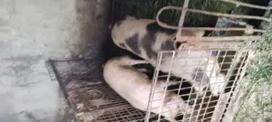 Vand porc Marele Alb 