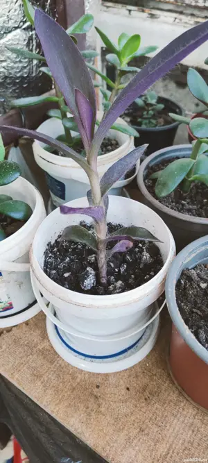 vând puieți crassula floare Regina Purpurie  - imagine 2