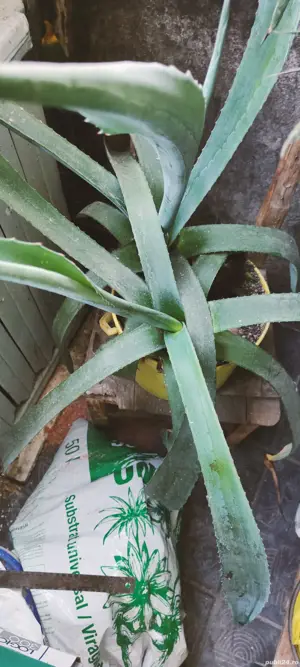 vând plantă decorativă Crassula - imagine 3