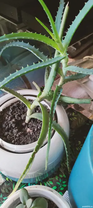 vând plantă decorativă Crassula - imagine 2