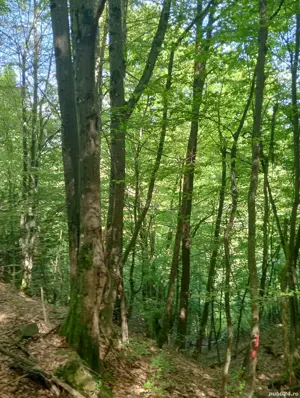 Teren de vanzare - imagine 2