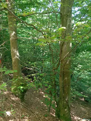 Teren de vanzare - imagine 3