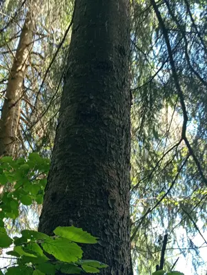 Teren de vanzare - imagine 4