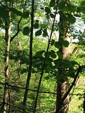 Teren de vanzare - imagine 5