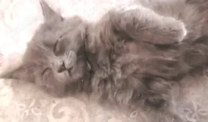 Baietel serafic adorabil,  isi cauta Omul - imagine 4