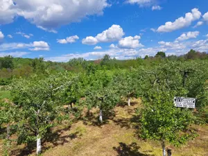 Teren de vamzare 2500 mp intravilan in Manga,com Voinesti ,Dambovita - imagine 2