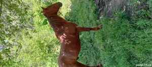 cal de vânzare  - imagine 5