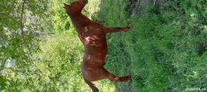 cal de vânzare  - imagine 4