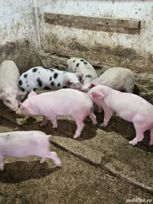 șoldani de vânzare  - imagine 2