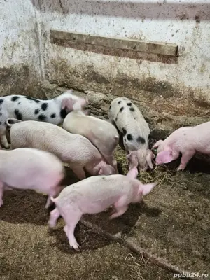 șoldani de vânzare 