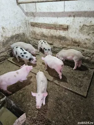 șoldani de vânzare  - imagine 3