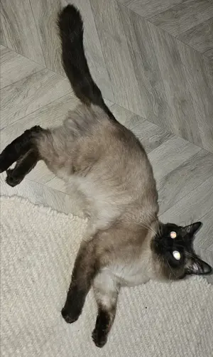 Pisica birmaneza  - imagine 2