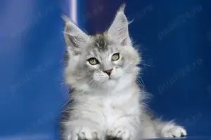 Pisici Maine Coon cu pedigree! 